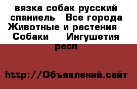 вязка собак русский спаниель - Все города Животные и растения » Собаки   . Ингушетия респ.